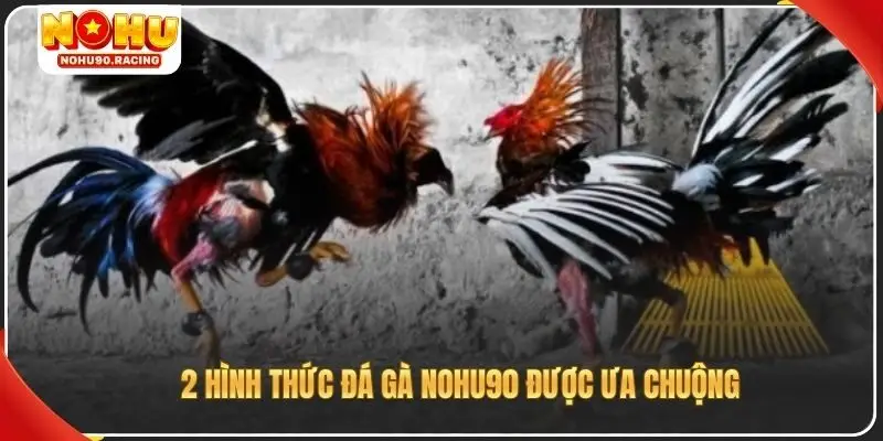 2 hình thức đá gà Nohu90 được ưa chuộng