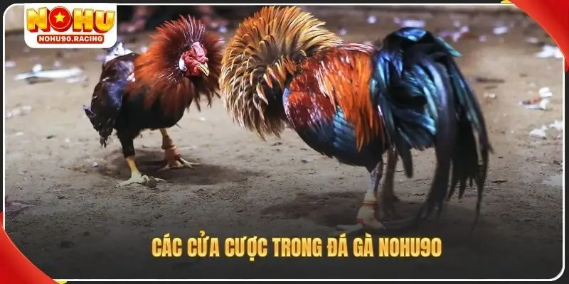Các cửa cược trong đá gà Nohu90